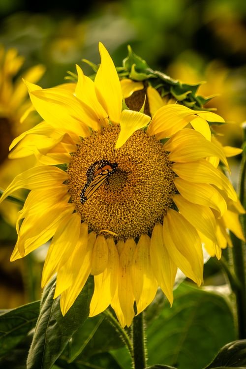 Sun Flowers Photo
