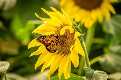 Sun Flowers Photo