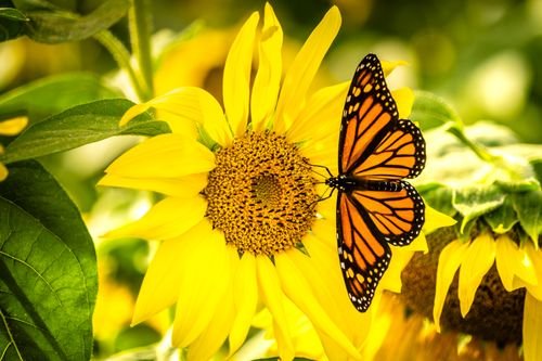 Sun Flowers Photo