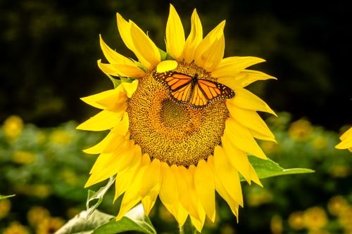 Sun Flowers Photo