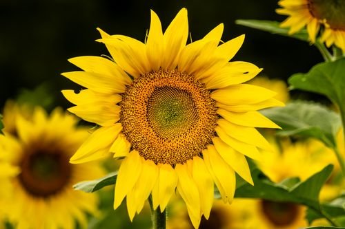 Sun Flowers Photo