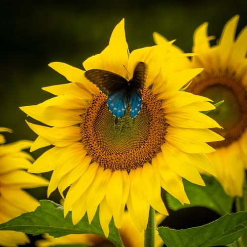 Sun Flowers Photo