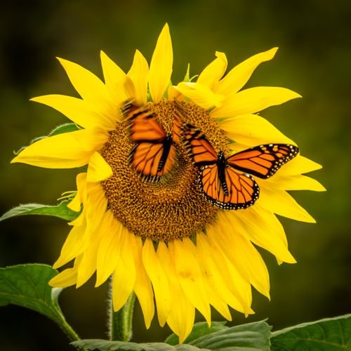 Sun Flowers Photo